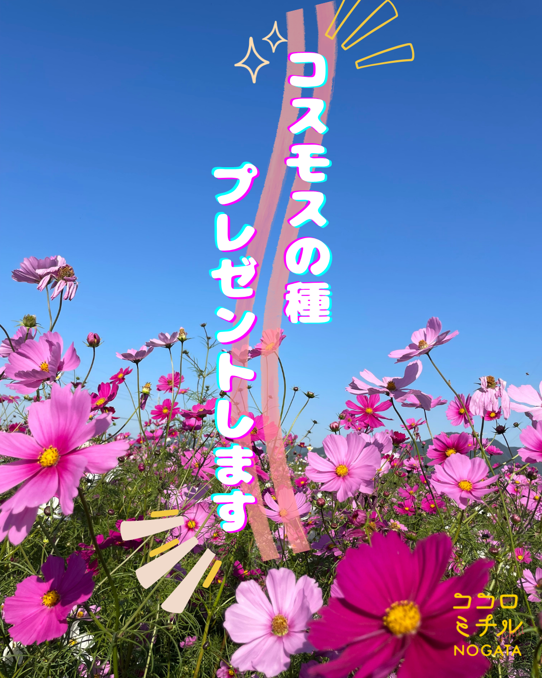 コスモスの種プレゼントします！！