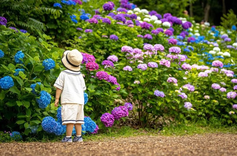 あじさいを眺める少年の後ろ姿の写真