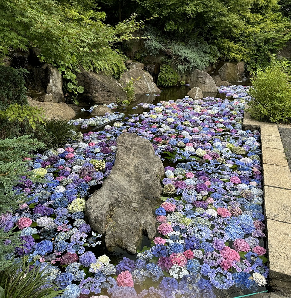 あじさいの花を池に浮かべた花手水の写真
