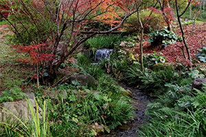 紅葉の森