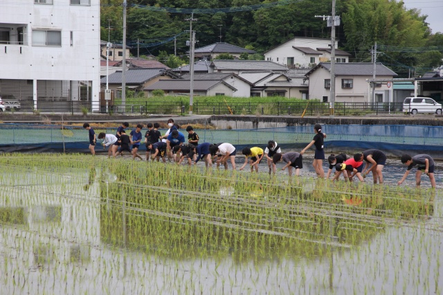 田植えの様子