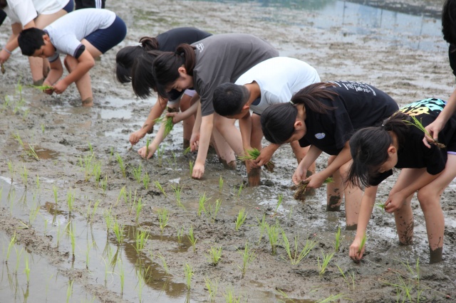田植えの様子