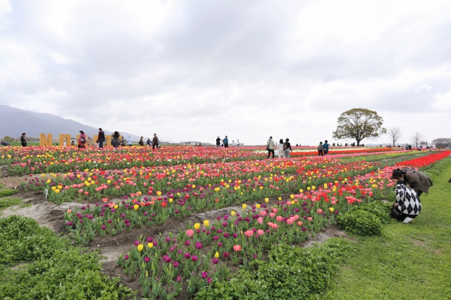 今年の花壇は20万本