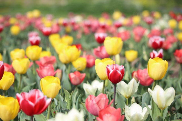 色とりどりのチューリップ