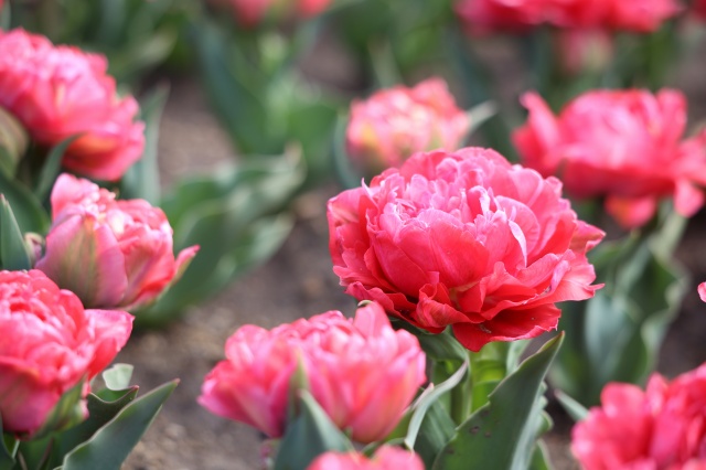 珍しい品種のチューリップもあります