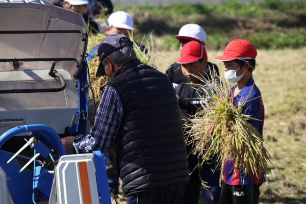 いねかりのようす