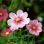 直方市の花