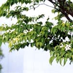 ヤマボウシ