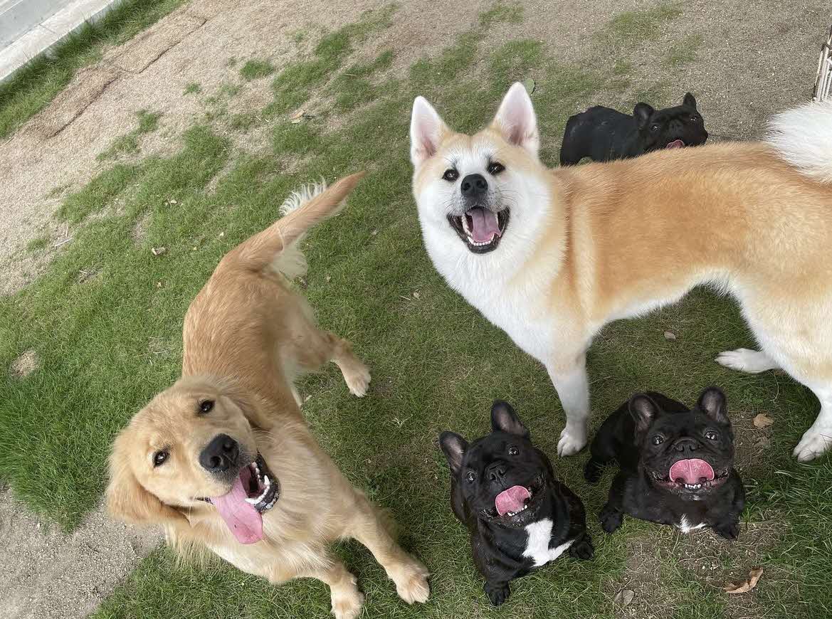 セラピードッグ