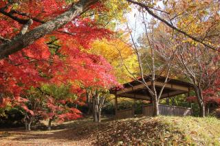 紅葉ページ 紅葉の名所｜【京都市公式】京都観光Navi