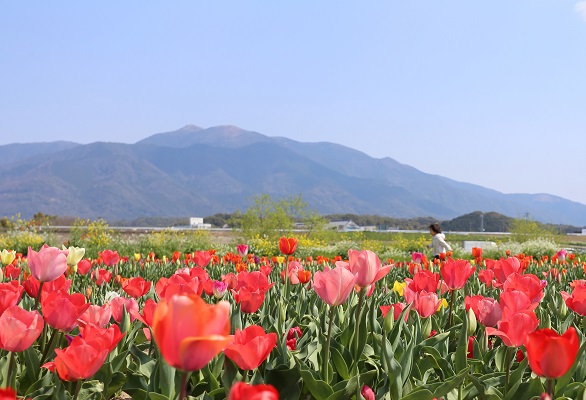 チューリップと福智山