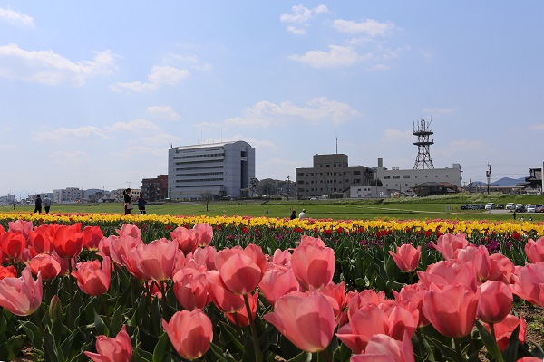 チューリップと市役所