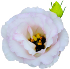 トルコギキョウの画像